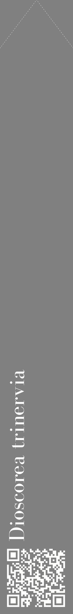 Étiquette de : Dioscorea trinervia - format c - style blanche57_simplebod avec qrcode et comestibilité