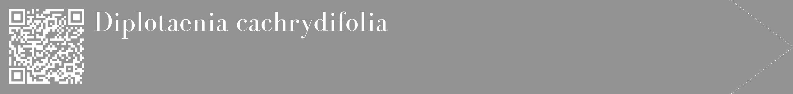 Étiquette de : Diplotaenia cachrydifolia - format c - style blanche44_simple_simplebod avec qrcode et comestibilité
