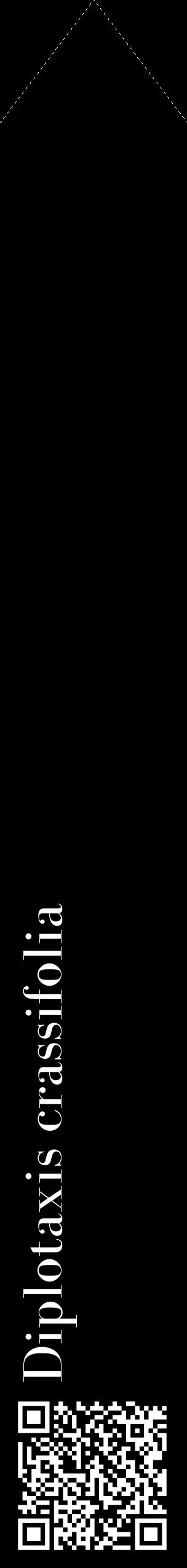 Étiquette de : Diplotaxis crassifolia - format c - style blanche59_simplebod avec qrcode et comestibilité