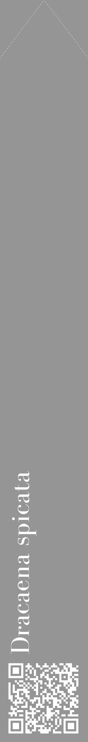Étiquette de : Dracaena spicata - format c - style blanche16_simple_simplebod avec qrcode et comestibilité - position verticale