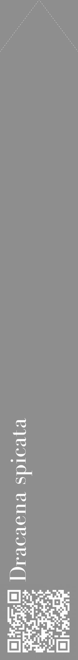 Étiquette de : Dracaena spicata - format c - style blanche25_simple_simplebod avec qrcode et comestibilité - position verticale