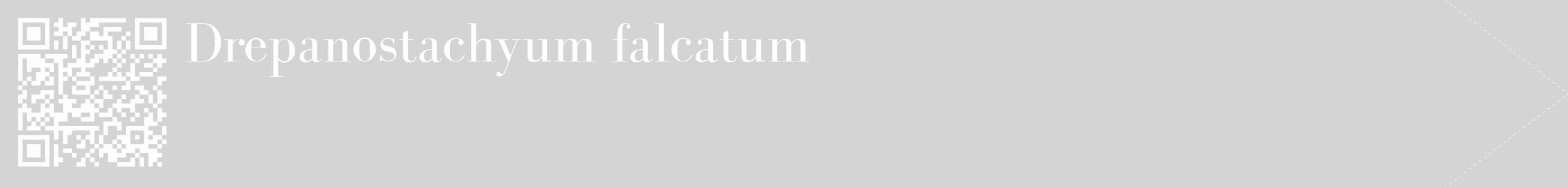 Étiquette de : Drepanostachyum falcatum - format c - style blanche40_simple_simplebod avec qrcode et comestibilité