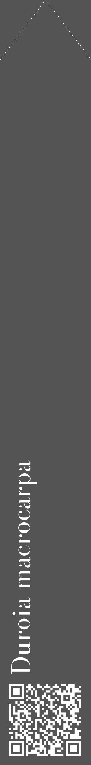 Étiquette de : Duroia macrocarpa - format c - style blanche30_simple_simplebod avec qrcode et comestibilité - position verticale