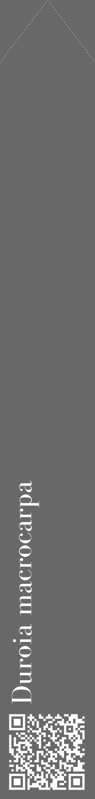 Étiquette de : Duroia macrocarpa - format c - style blanche51_simple_simplebod avec qrcode et comestibilité - position verticale