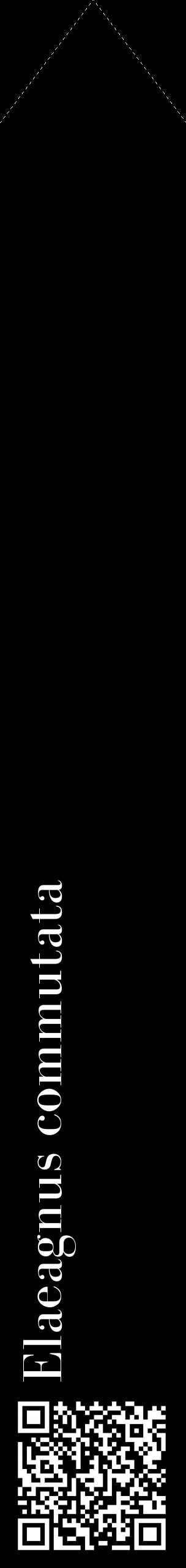 Étiquette de : Elaeagnus commutata - format c - style blanche59_simplebod avec qrcode et comestibilité