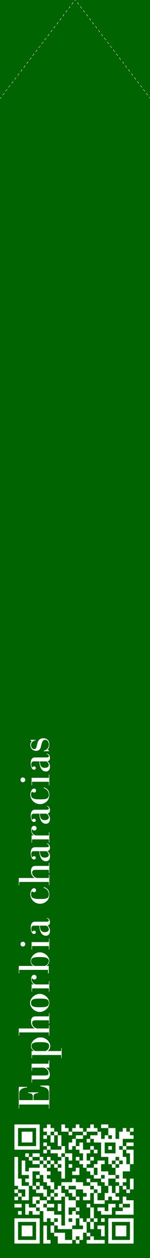 Étiquette de : Euphorbia characias - format c - style blanche8_simplebod avec qrcode et comestibilité