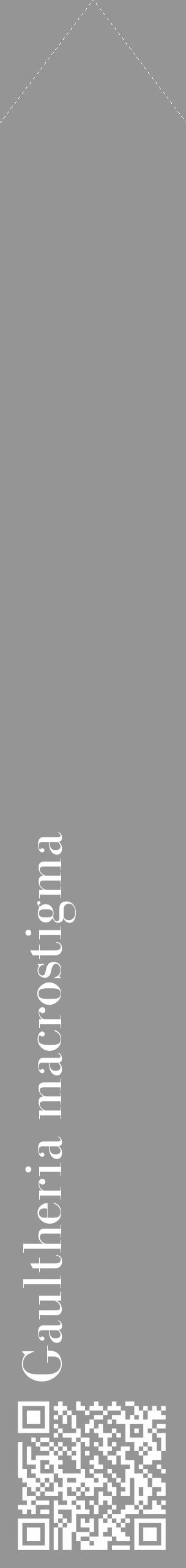 Étiquette de : Gaultheria macrostigma - format c - style blanche16_simple_simplebod avec qrcode et comestibilité - position verticale