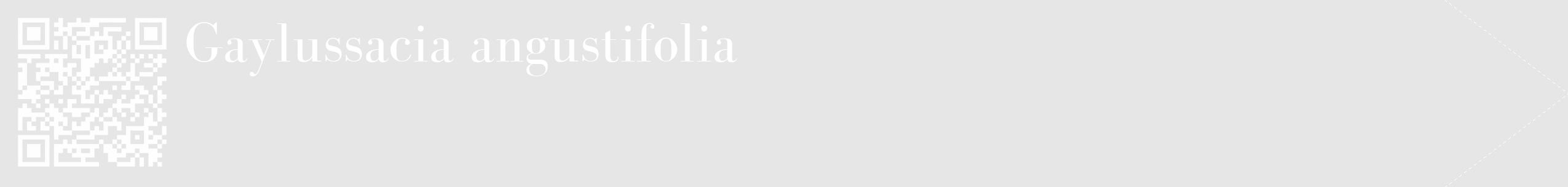 Étiquette de : Gaylussacia angustifolia - format c - style blanche18_simple_simplebod avec qrcode et comestibilité