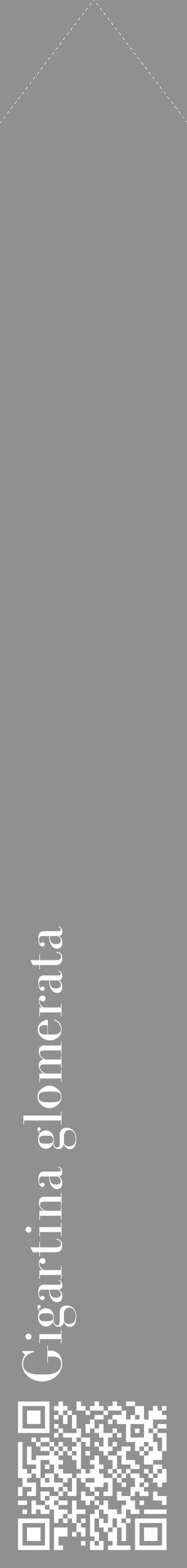 Étiquette de : Gigartina glomerata - format c - style blanche4_simple_simplebod avec qrcode et comestibilité - position verticale