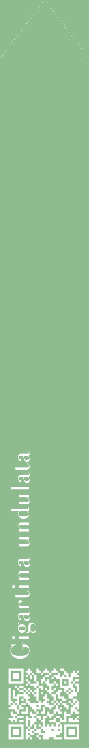 Étiquette de : Gigartina undulata - format c - style blanche13_simplebod avec qrcode et comestibilité