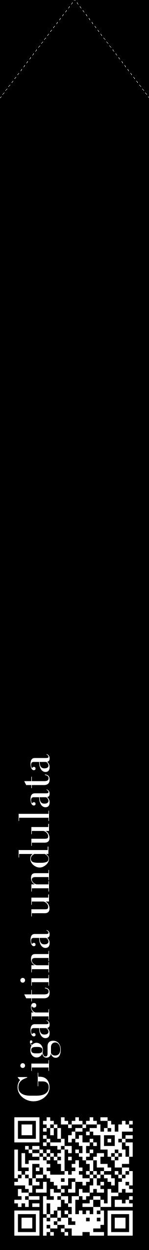 Étiquette de : Gigartina undulata - format c - style blanche59_simple_simplebod avec qrcode et comestibilité - position verticale