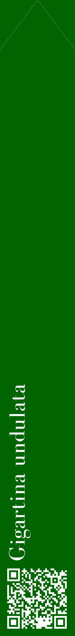 Étiquette de : Gigartina undulata - format c - style blanche8_simplebod avec qrcode et comestibilité