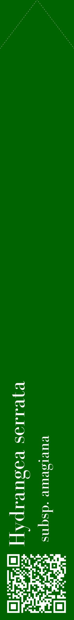 Étiquette de : Hydrangea serrata subsp. amagiana - format c - style blanche8_simplebod avec qrcode et comestibilité