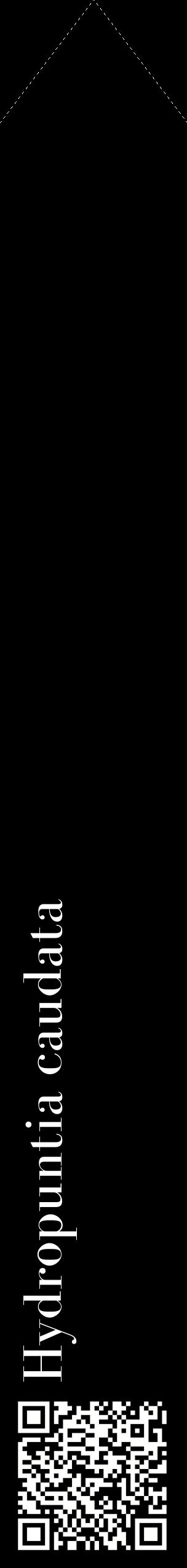 Étiquette de : Hydropuntia caudata - format c - style blanche59_simplebod avec qrcode et comestibilité