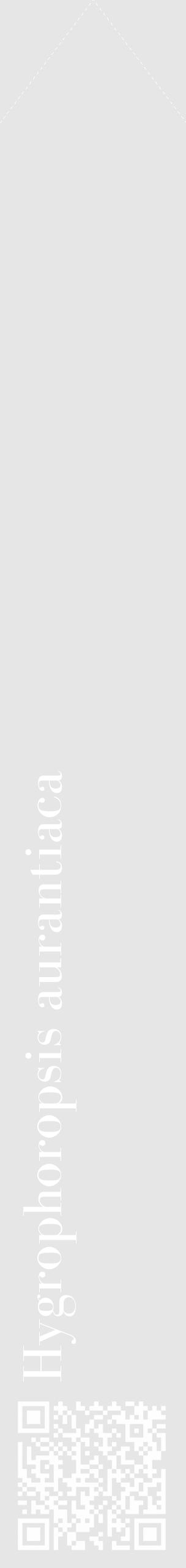 Étiquette de : Hygrophoropsis aurantiaca - format c - style blanche18_simple_simplebod avec qrcode et comestibilité - position verticale