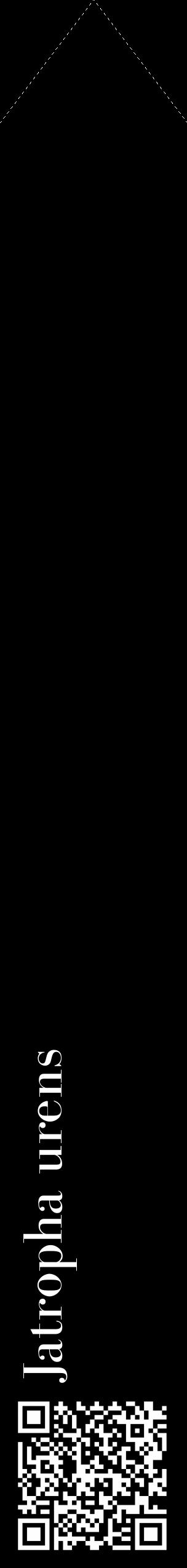 Étiquette de : Jatropha urens - format c - style blanche59_simple_simplebod avec qrcode et comestibilité - position verticale