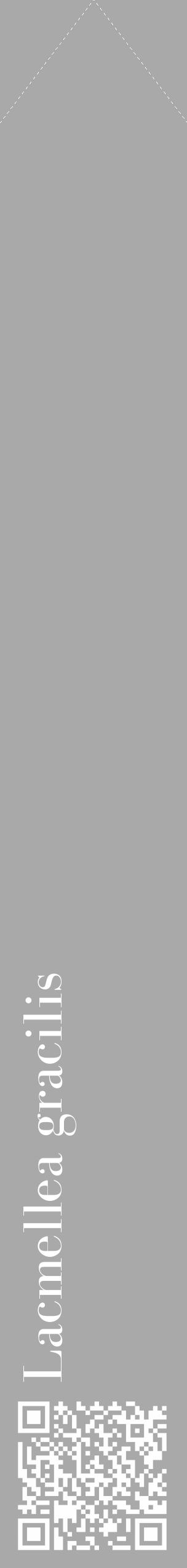 Étiquette de : Lacmellea gracilis - format c - style blanche13_simple_simplebod avec qrcode et comestibilité - position verticale