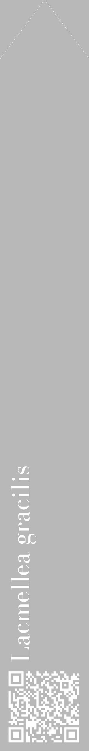 Étiquette de : Lacmellea gracilis - format c - style blanche39_simple_simplebod avec qrcode et comestibilité - position verticale