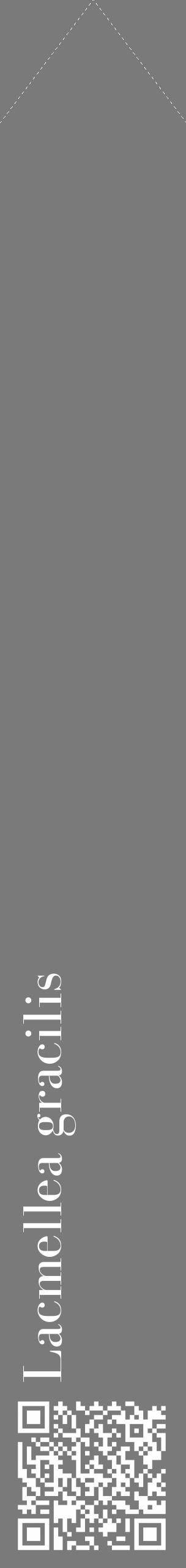 Étiquette de : Lacmellea gracilis - format c - style blanche3_simple_simplebod avec qrcode et comestibilité - position verticale