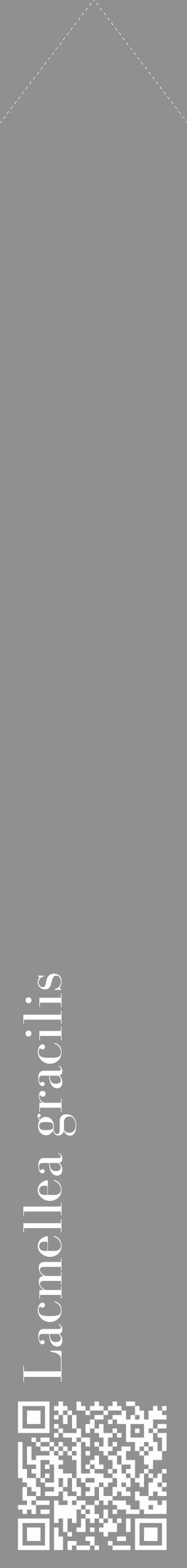 Étiquette de : Lacmellea gracilis - format c - style blanche4_simple_simplebod avec qrcode et comestibilité - position verticale