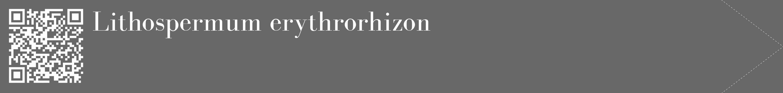 Étiquette de : Lithospermum erythrorhizon - format c - style blanche43_simple_simplebod avec qrcode et comestibilité