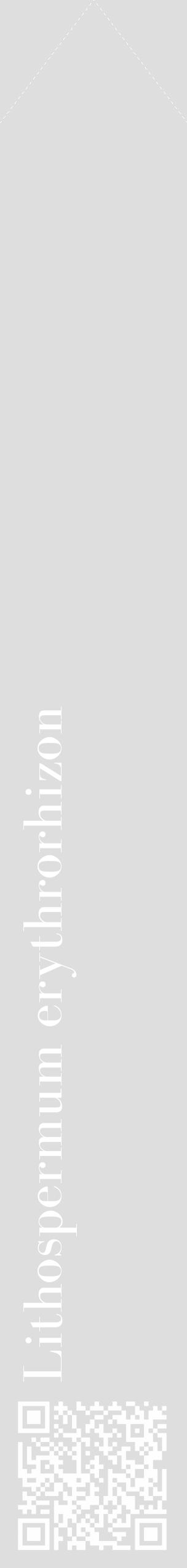 Étiquette de : Lithospermum erythrorhizon - format c - style blanche20_simple_simplebod avec qrcode et comestibilité - position verticale