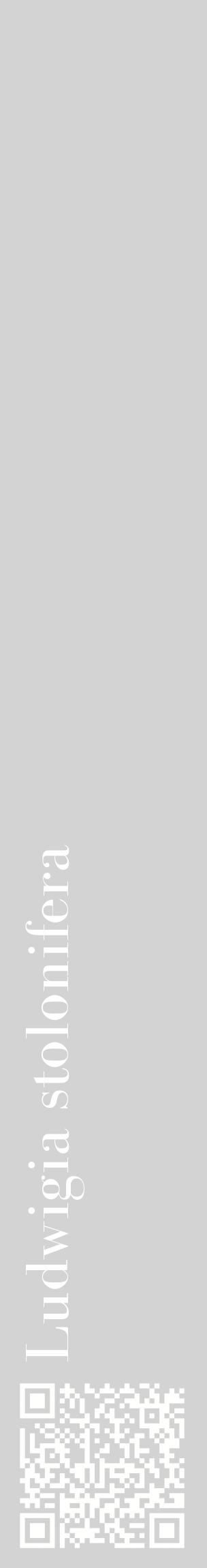 Étiquette de : Ludwigia stolonifera - format c - style blanche56_basiquebod avec qrcode et comestibilité