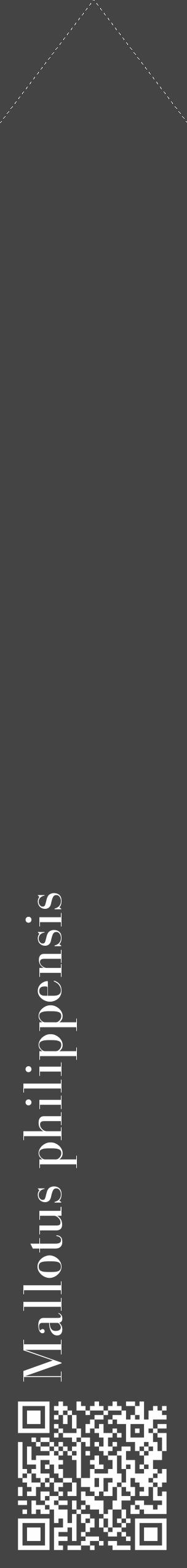 Étiquette de : Mallotus philippensis - format c - style blanche48_simple_simplebod avec qrcode et comestibilité - position verticale