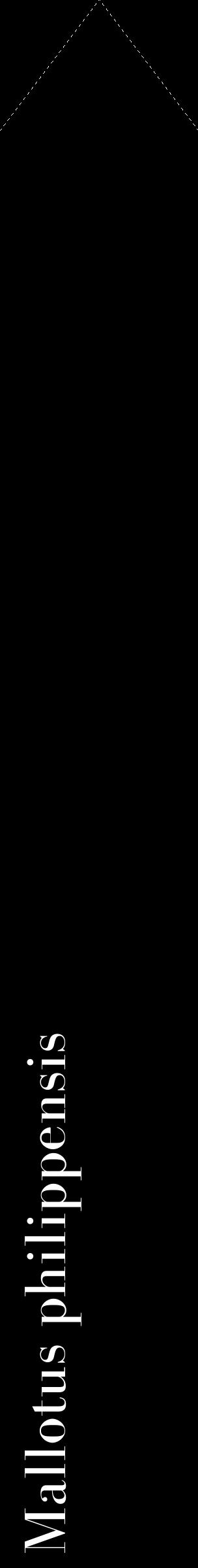 Étiquette de : Mallotus philippensis - format c - style blanche59_simplebod avec comestibilité
