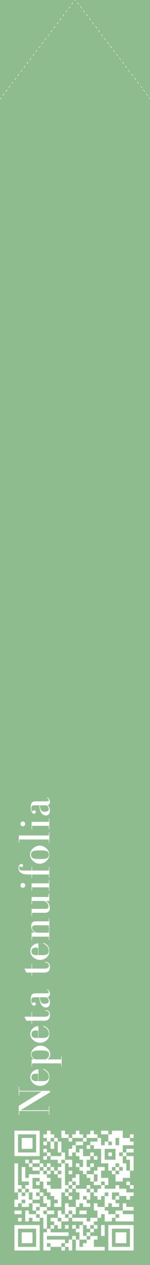 Étiquette de : Nepeta tenuifolia - format c - style blanche13_simplebod avec qrcode et comestibilité