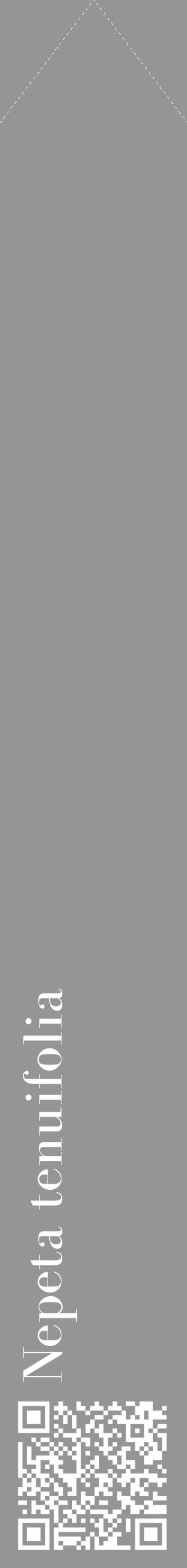 Étiquette de : Nepeta tenuifolia - format c - style blanche16_simple_simplebod avec qrcode et comestibilité - position verticale