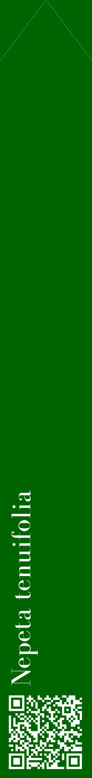 Étiquette de : Nepeta tenuifolia - format c - style blanche8_simplebod avec qrcode et comestibilité