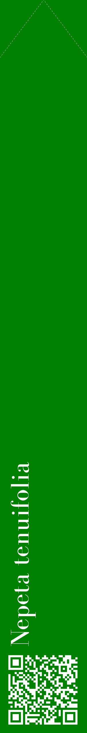Étiquette de : Nepeta tenuifolia - format c - style blanche9_simplebod avec qrcode et comestibilité