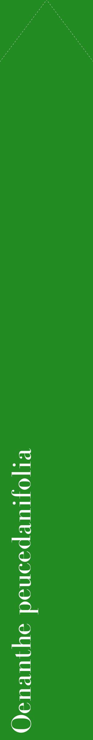 Étiquette de : Oenanthe peucedanifolia - format c - style blanche10_simplebod avec comestibilité