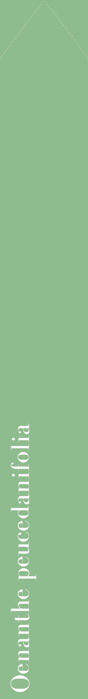 Étiquette de : Oenanthe peucedanifolia - format c - style blanche13_simplebod avec comestibilité
