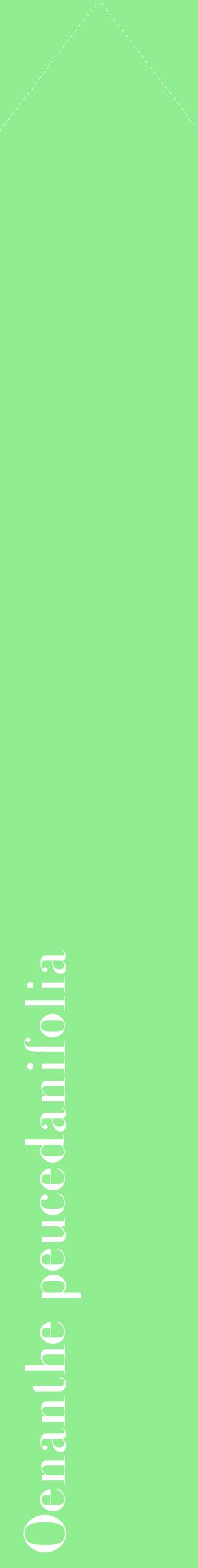 Étiquette de : Oenanthe peucedanifolia - format c - style blanche15_simplebod avec comestibilité