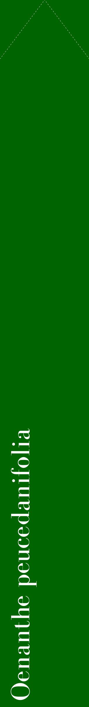 Étiquette de : Oenanthe peucedanifolia - format c - style blanche8_simplebod avec comestibilité