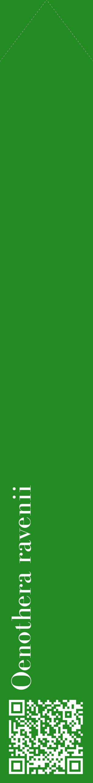 Étiquette de : Oenothera ravenii - format c - style blanche10_simplebod avec qrcode et comestibilité