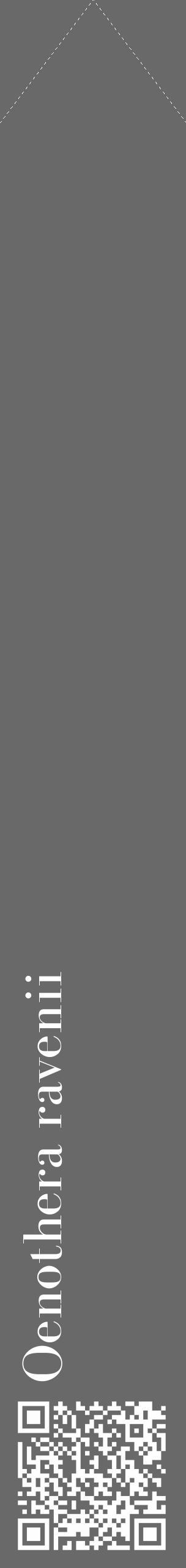 Étiquette de : Oenothera ravenii - format c - style blanche11_simple_simplebod avec qrcode et comestibilité - position verticale