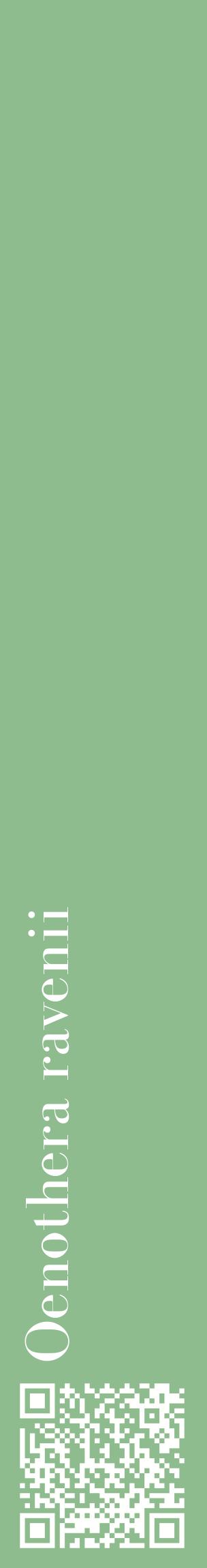 Étiquette de : Oenothera ravenii - format c - style blanche13_basiquebod avec qrcode et comestibilité