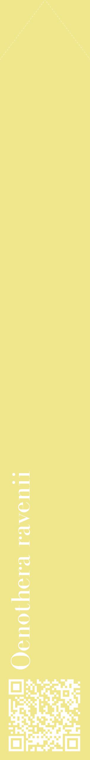 Étiquette de : Oenothera ravenii - format c - style blanche20_simplebod avec qrcode et comestibilité