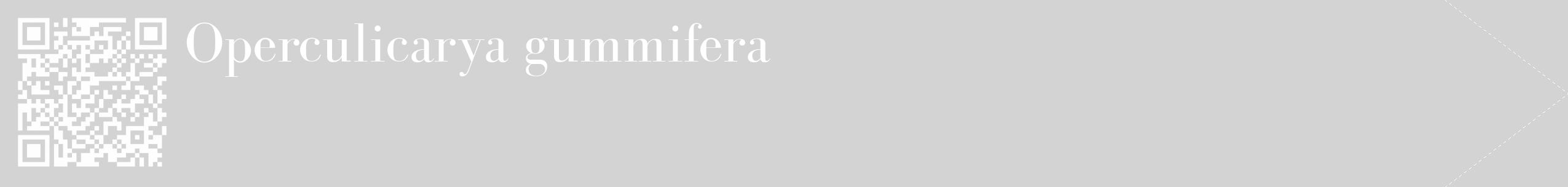 Étiquette de : Operculicarya gummifera - format c - style blanche56_simple_simplebod avec qrcode et comestibilité