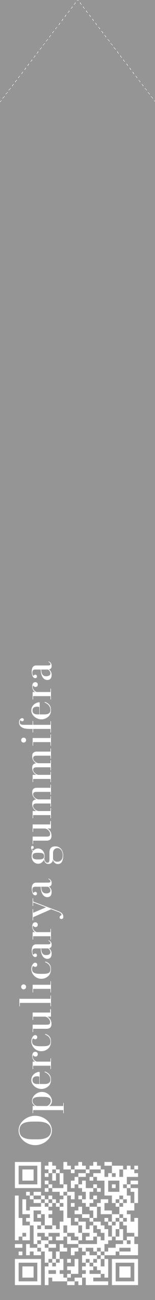 Étiquette de : Operculicarya gummifera - format c - style blanche16_simple_simplebod avec qrcode et comestibilité - position verticale