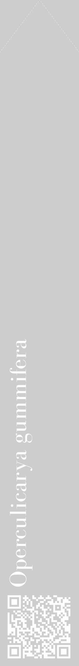 Étiquette de : Operculicarya gummifera - format c - style blanche41_simple_simplebod avec qrcode et comestibilité - position verticale