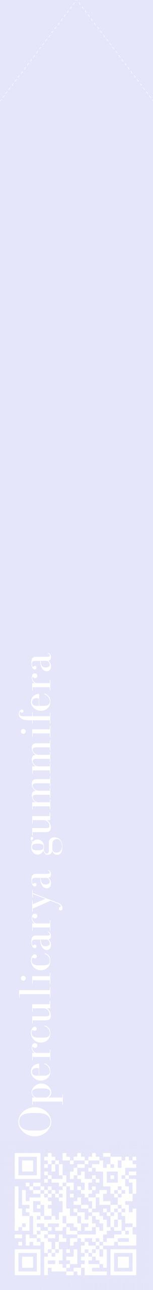 Étiquette de : Operculicarya gummifera - format c - style blanche55_simplebod avec qrcode et comestibilité