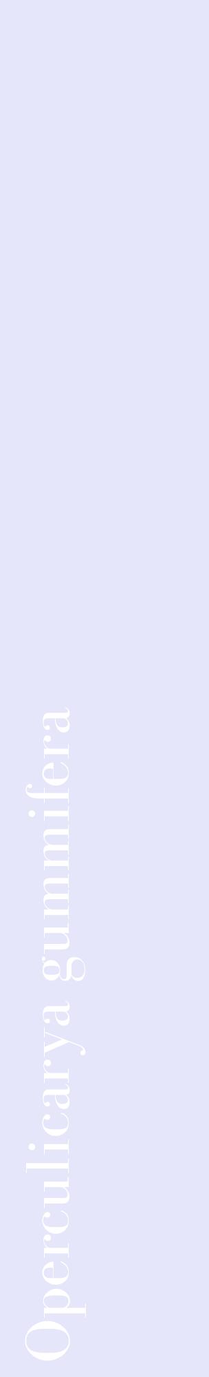 Étiquette de : Operculicarya gummifera - format c - style blanche55_basiquebod avec comestibilité