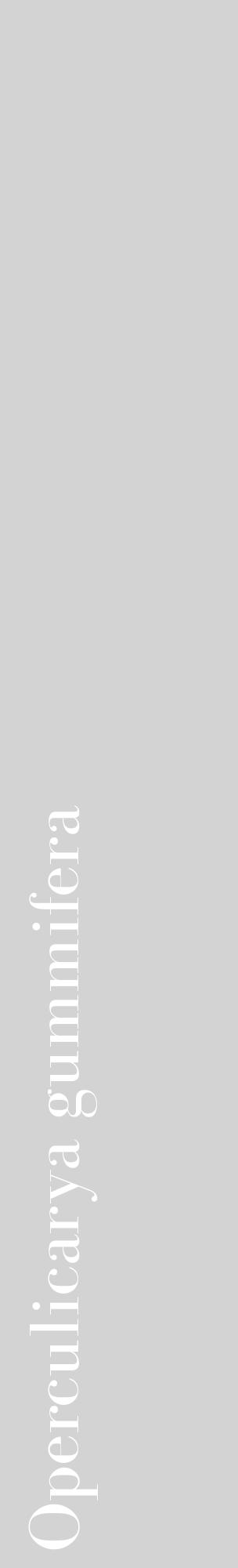 Étiquette de : Operculicarya gummifera - format c - style blanche56_basiquebod avec comestibilité