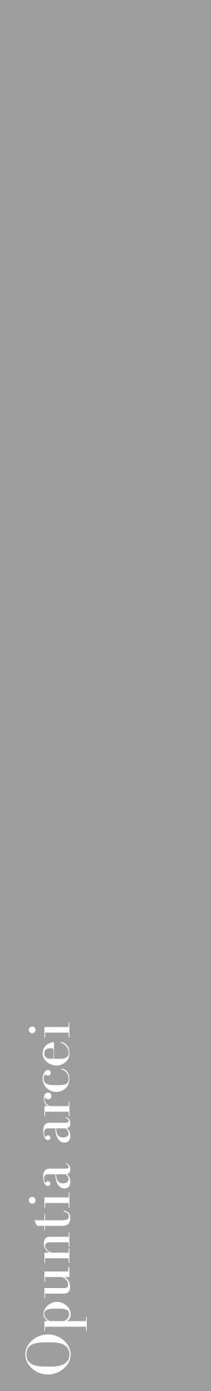 Étiquette de : Opuntia arcei - format c - style blanche42_basique_basiquebod avec comestibilité - position verticale