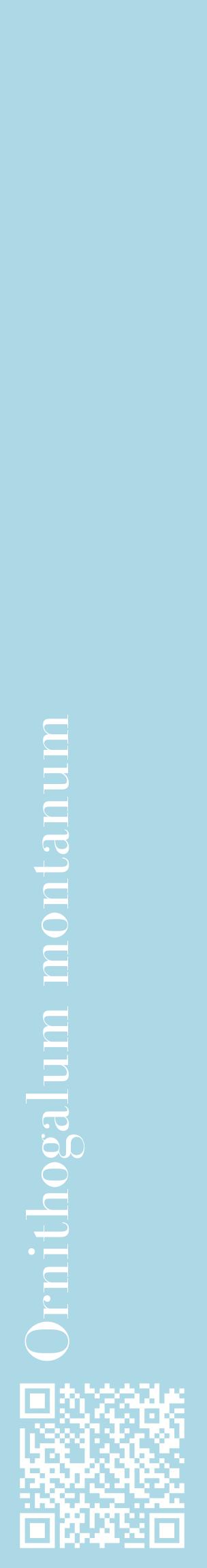 Étiquette de : Ornithogalum montanum - format c - style blanche0_basiquebod avec qrcode et comestibilité