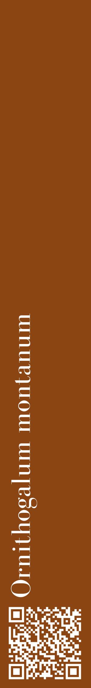 Étiquette de : Ornithogalum montanum - format c - style blanche30_basiquebod avec qrcode et comestibilité